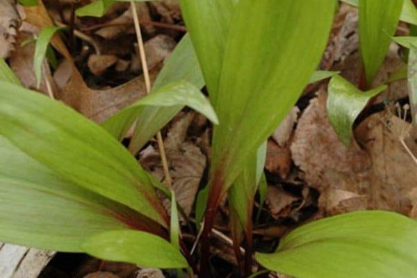 Маркетплейс кракен